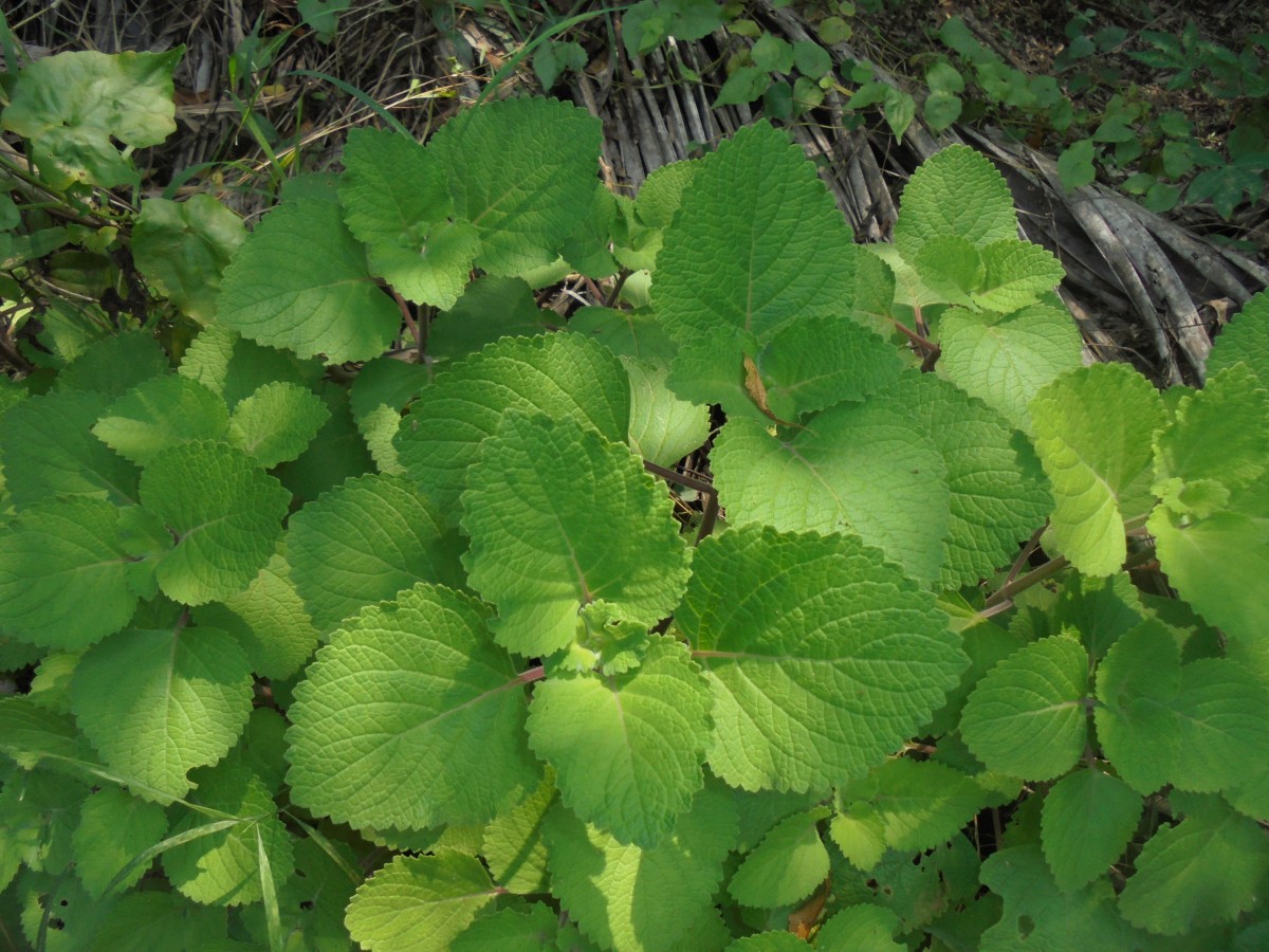 Coleus hadiensis (Forssk.) A.J.Paton